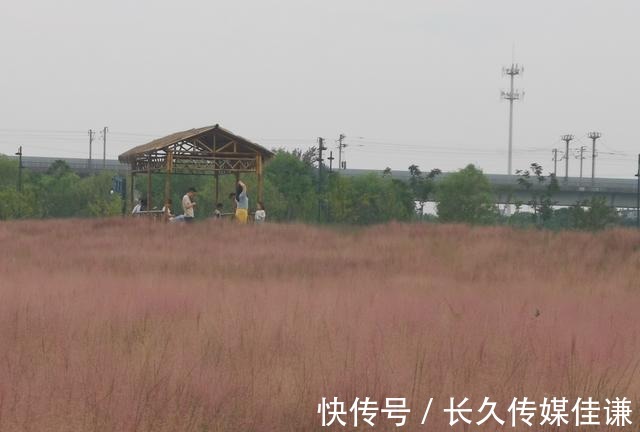 拍照|杭州临平这里的粉黛子草美翻了！人少还安静，最适合拍照游玩