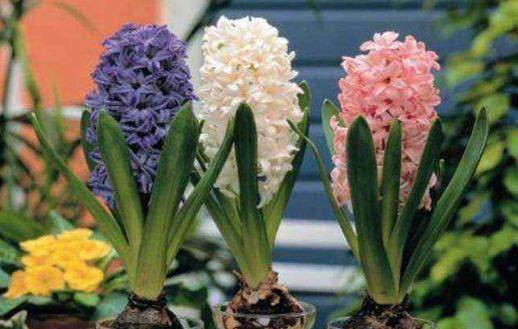 几种花漂亮又好养,长得高大叶片大,颜值超高的