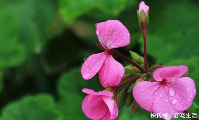 天竺葵|这3种花夏天能暴晒,越晒活力更足,开花更旺