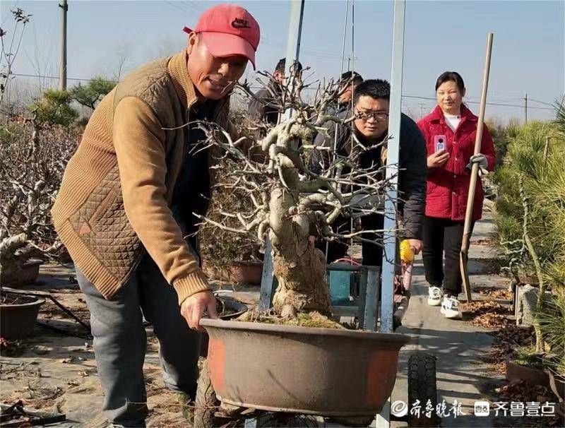 网络直|网络直播让玉峰盆景走俏市场