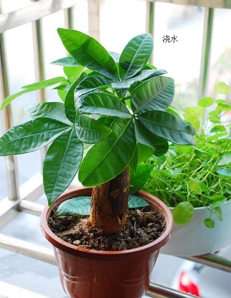 养发财树做好这三点，不黄叶、不烂根，枝繁叶茂，不断窜新芽