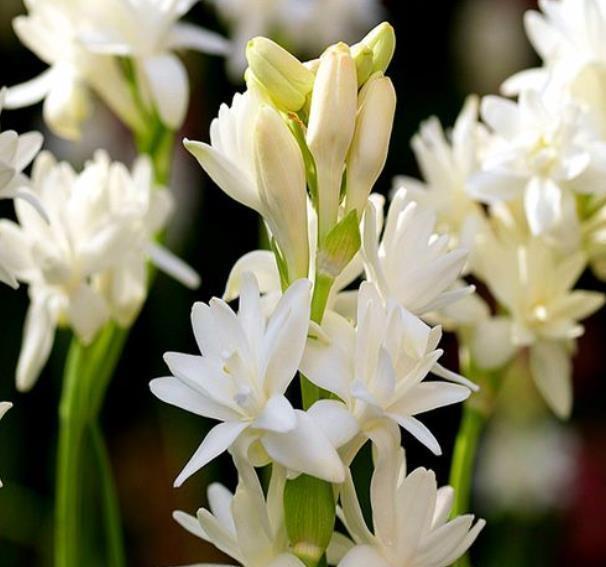 分享一款“香水花”,漂亮好养还值钱,是大牌香水提取原料