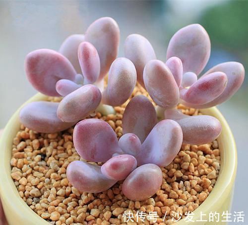 叶草|多肉中的“美人系列”,这六种是代表,养护简单颜值高,适合新手