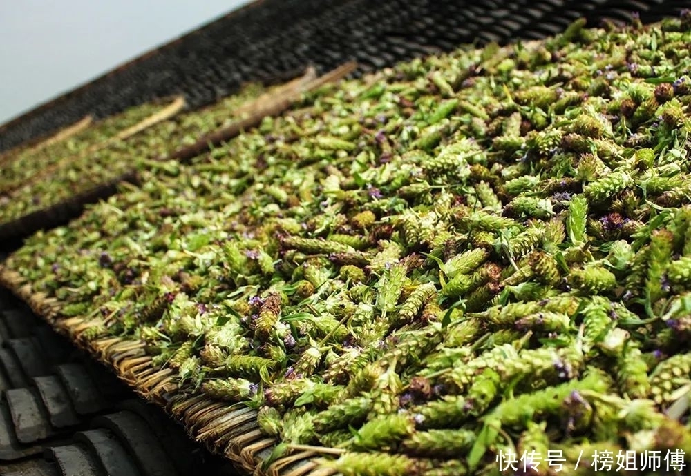 珍珠|过夏至就枯萎,曾是灾年“救命草”,比珍珠珍贵,如今常用于凉茶