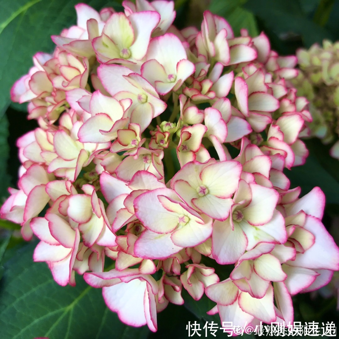 10种花特怕晒，越晒越黄叶，搬阴凉地儿才能活！
