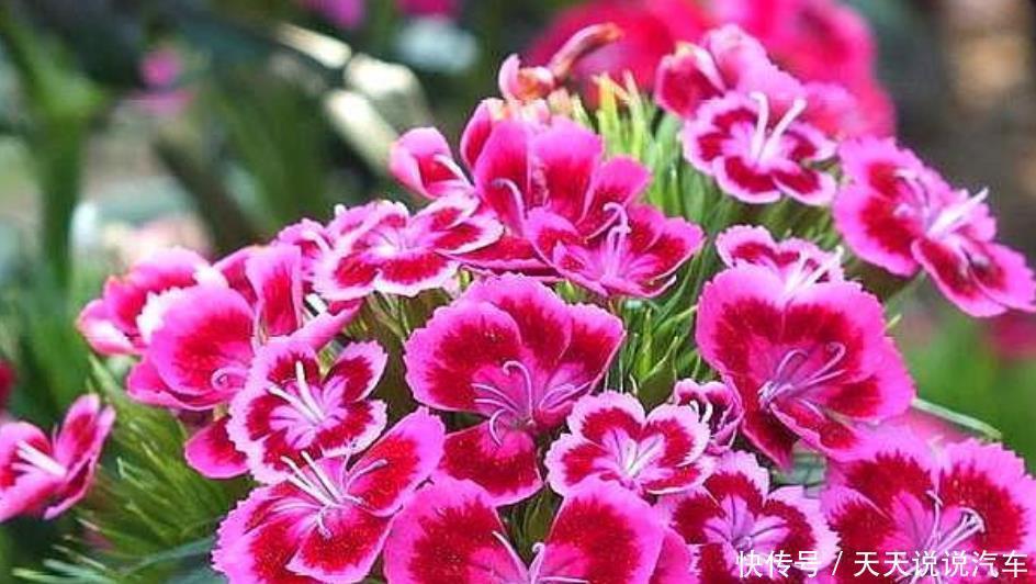 养花就养个花期长的,花大色艳,花开媲美玫瑰,花朵姿态万千,美