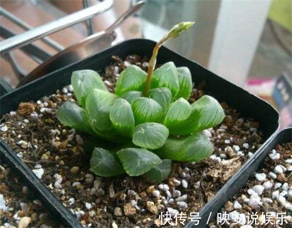 养护|多肉怕水不敢浇水养这几个品种,喜水可以水培,长得真旺