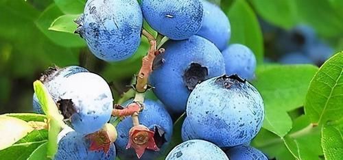 女性不想皱纹，多吃以下食物，养肝解毒，好吃又不贵