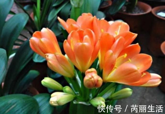 养花就养个花期长的，花大色艳，堪称是开花机器，养在阳台极美了