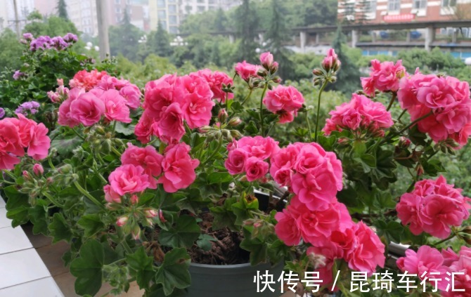 阳台养天竺葵有技巧,掌握住3点,盆栽事半功倍