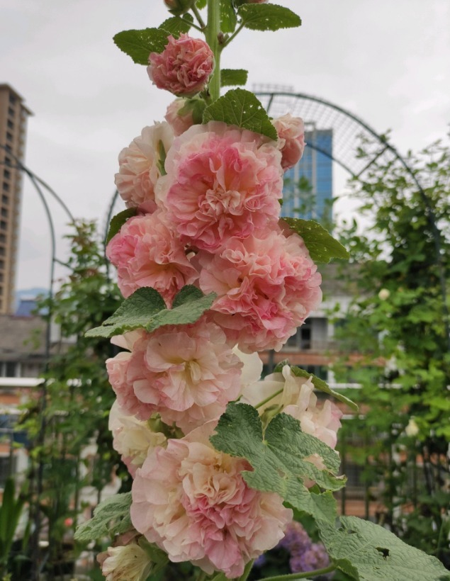 漂亮的蜀葵开花了,随便撒些种子,来年就是一片花海!