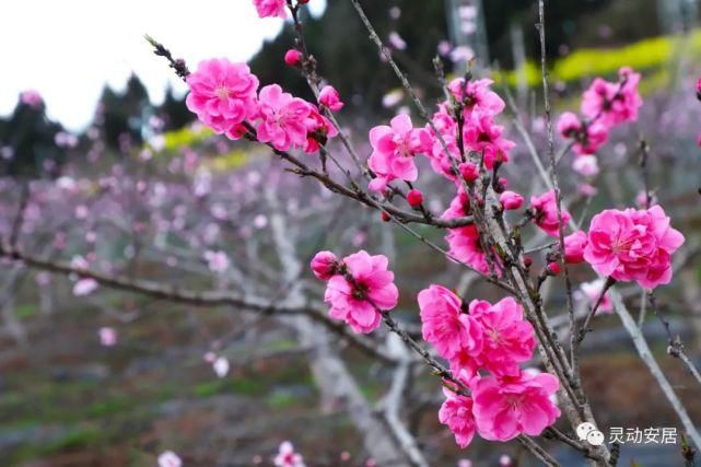 春天|安居春天最美的模样 都藏在这些花海里！