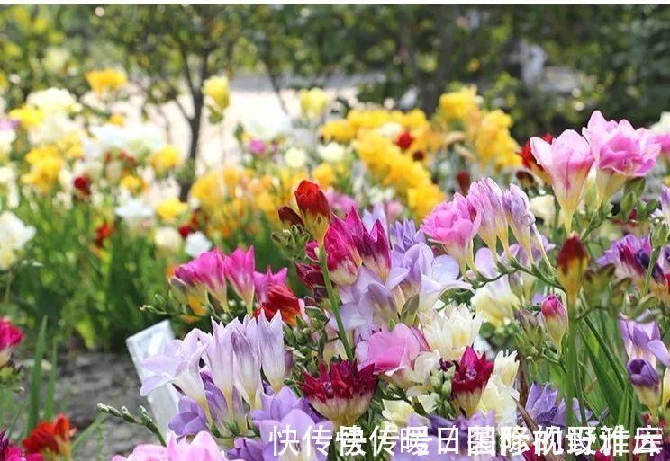 5种“香水花”,妖娆又艳丽,家里养一盆,比香水都好闻