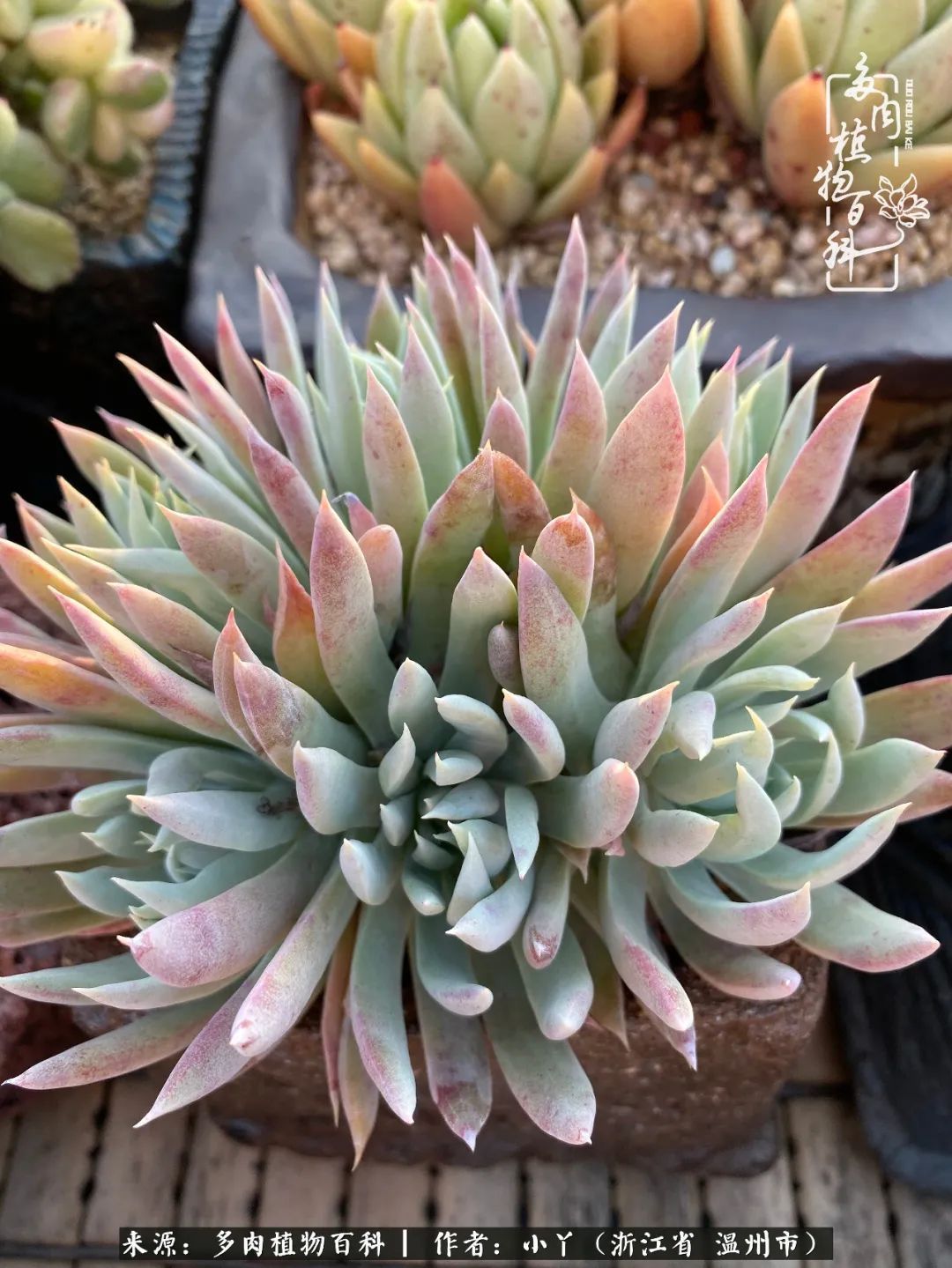 祖上无院家里无矿，一腔浪漫情怀付诸楼顶造花！