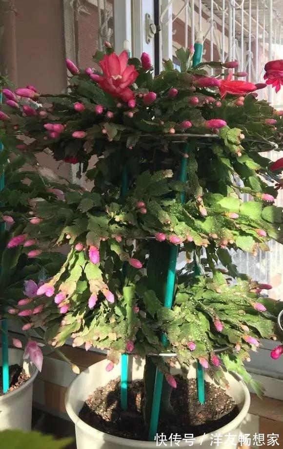 蟹爪兰花|养花技巧养蟹爪兰,要舍得摘叶子,摘完新叶嗖嗖冒,入秋才有花