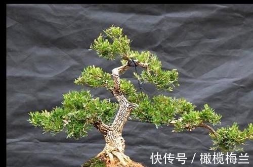 皱皮黄杨,冬季注意几点叶片葱翠生机盎然