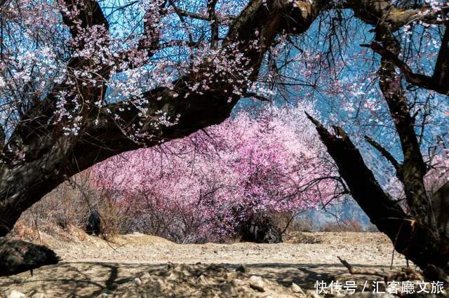 看遍国内花海，唯独林芝桃花、金川梨花，这个3月不容错过！