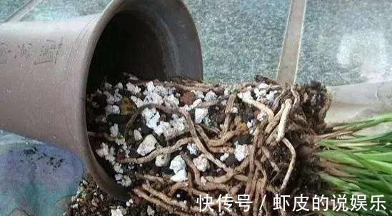 养兰花，只喂3种水，效果堪比营养液，肥力强，效果佳