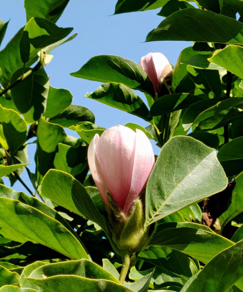 果实|家里有院子的，4种树镇宅好寓意，创造条件也要种