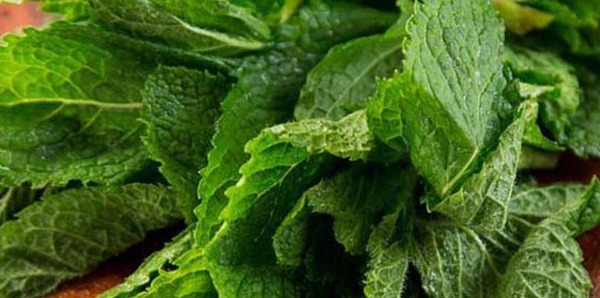 紫草油|民间老中医6种皮肤止痒土偏方，个个都见效，不妨试试！