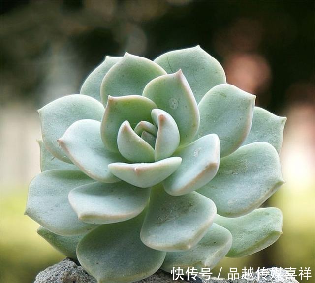 颜值|新手小白不要慌,这几款多肉好看好养又不贵