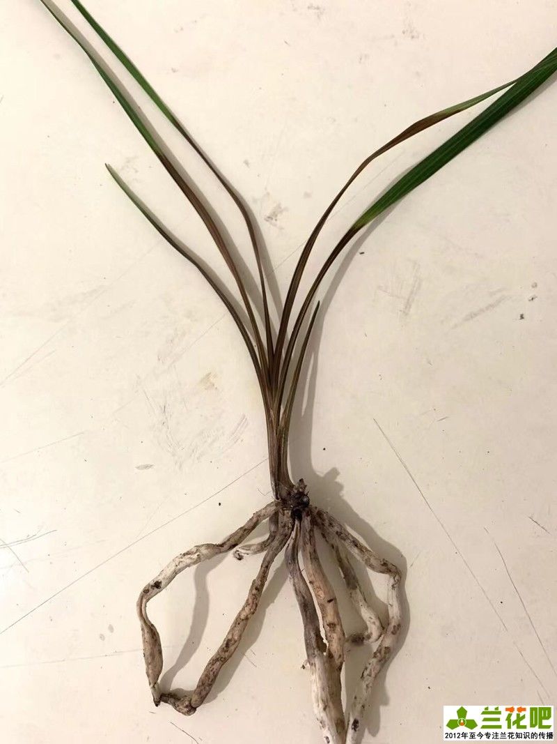茎腐病|兰花叶片发黄发黑，先查清原因再脱盆，不要急着救治