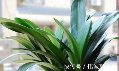 烂根|君子兰夏季浇水,掐准“时间段”,插个大竹签,从来烂根