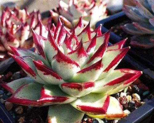 4种迷人多肉,光看一眼就沦陷了,谁见了都夸美,值得拥有!