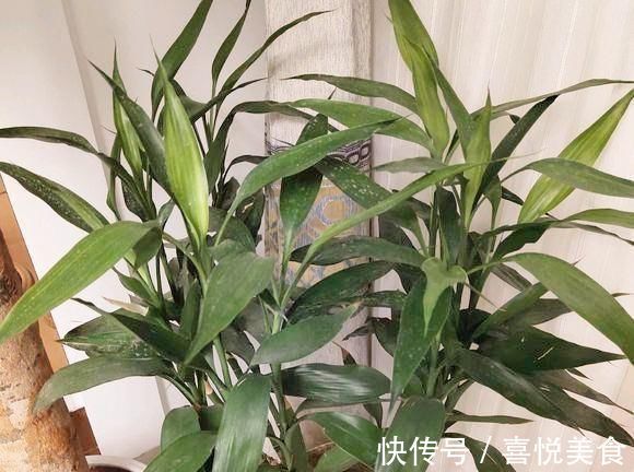 富贵竹加点料，叶子越长越好，不用换水，也不黄叶，开花特别香