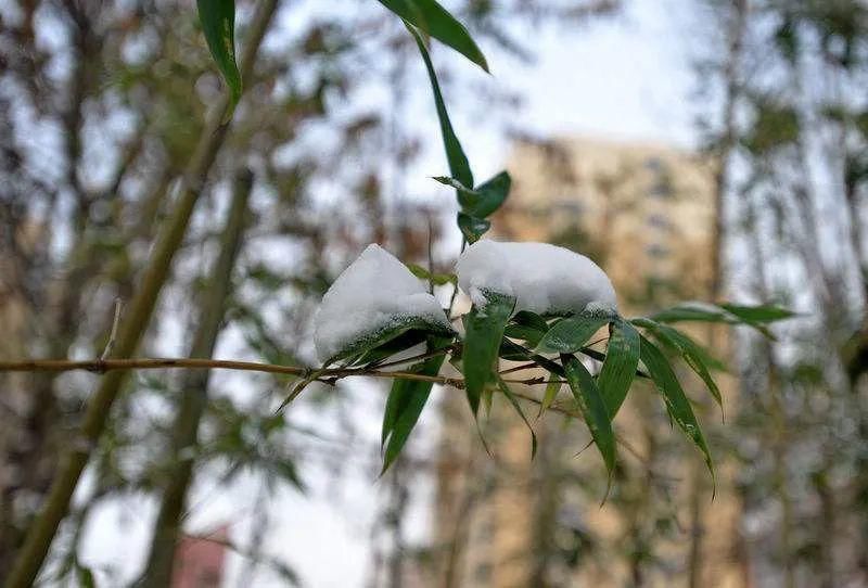  冬日|雪中竹，就是最美的冬日风景！