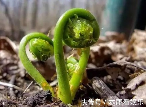 荠荠菜|农村路边常见的3种“长寿菜”，曾被踩踏遭人嫌弃，如今都抢着要
