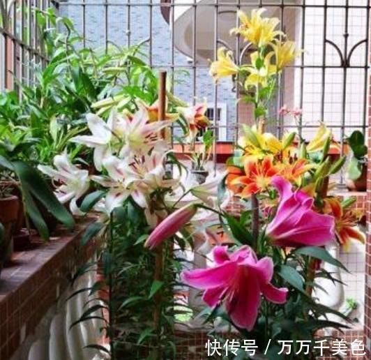 4种花好养又漂亮,楚楚动人,繁花似锦,花美心情好!