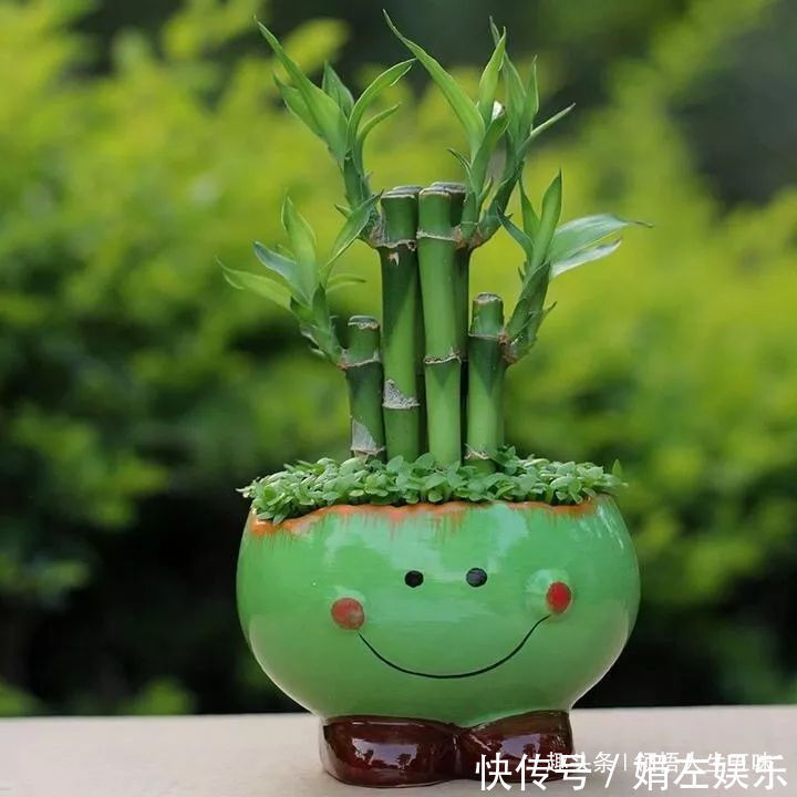 8种与“财”有关的植物，家里养几盆，招财旺宅，人人都喜欢！