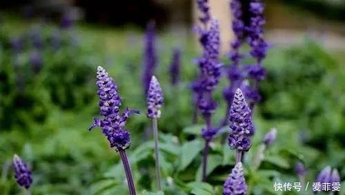 一直被蚊子咬？是因为你少了这些驱蚊草，养一盆整个夏天不用蚊香