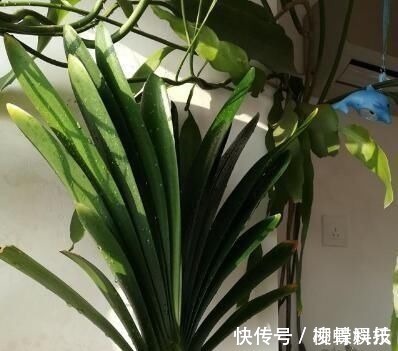 君子兰是多晒好,还是少晒好很多人弄反了,难怪黄叶不开花