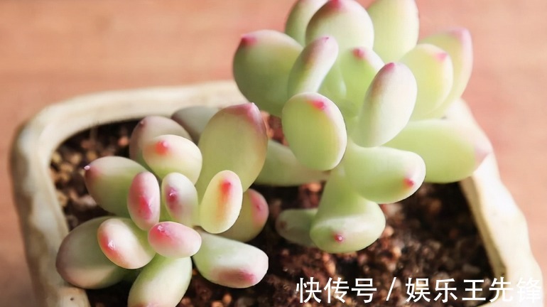 浇水|秋季该怎么给多肉浇水?摸清楚这4点,叶子水灵灵,不会没精神