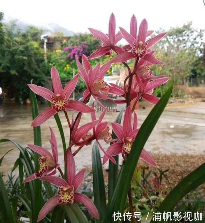 阳台上|珍稀品菊“唐宇托桂”，似金凤展翅，金光灿灿，堪称养花必备