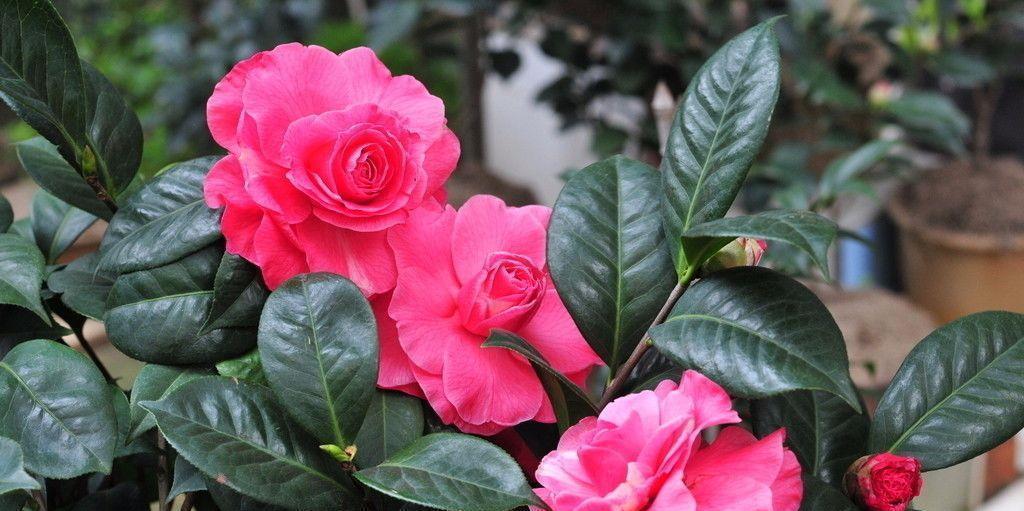 扦插|冬天扦插繁殖这九种绿植,特别容易成活,来年看花团锦簇