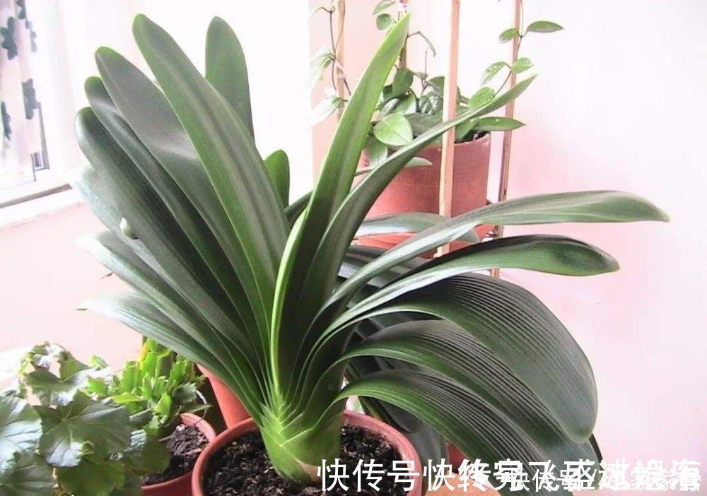 养护|养君子兰不会浇水主要看叶子，水多水少有信号，养护也方便