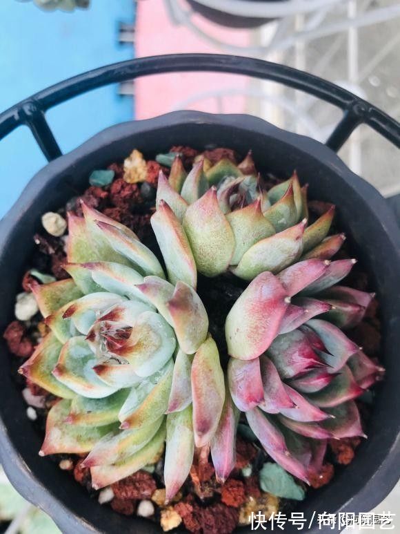 多肉|什么是好多肉？颜色漂亮就是好多肉？大错特错，多肉不分好坏