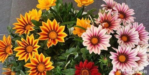 5种强悍花，个个晒不死，不晒就蔫巴，见光开大花，一开300天！