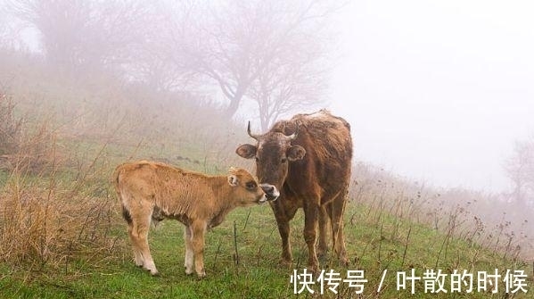 好运挡|生肖牛，对事情的认真程度没话说，要克制自己的脾气！