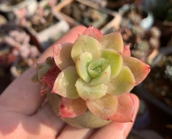 侧芽|这颗丝绸面纱的叶片，不但通透，且有蜡质感，养护中5点做好