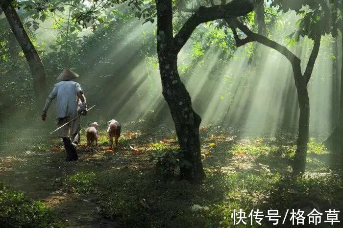 溫庭筠&10首早行詩詞|寂寞小橋和夢過,稻田深處草蟲鳴