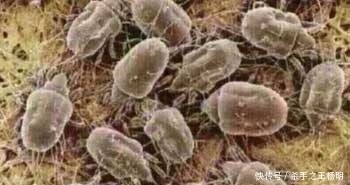 清洁|床垫半月不洗比马桶还脏!教你1招,不用一滴水,不但干净还除螨