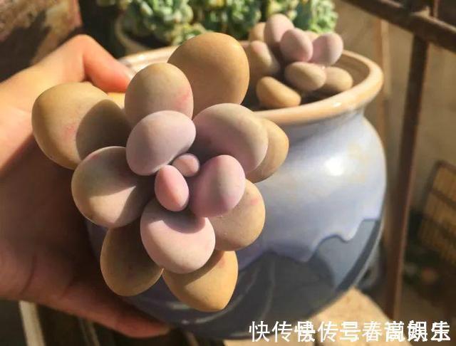 花盆|9月开始,养桃蛋“牢记”2个字,半年养的“胖嘟嘟”,萌化了