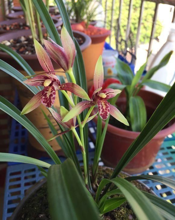 散射光照|家里兰花“只长叶子、不开花”做了这2步,直冒花箭