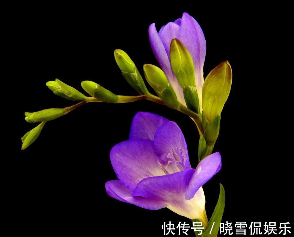 秋天|5种“漂亮花”,个个高颜值,越冷凉,花越艳,现在正是入手时