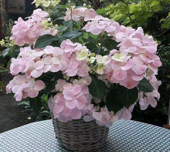 6种“大吉大利花”,开春养一盆,花苞爆开,“招财又旺家”