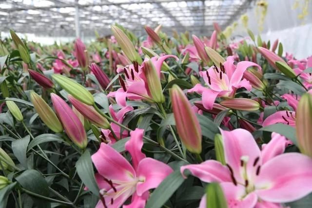 又一打卡地!快来长春农博园赏美景、购好物